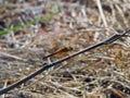 A close-up view of an Anisoptera, a close-up of a dragonfly insect Royalty Free Stock Photo